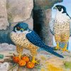 Peregrine Falcon Birds Paint By Numbers