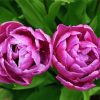 Tulip Purple Peony Flowers Paint By Numbers