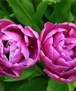 Tulip Purple Peony Flowers Paint By Numbers