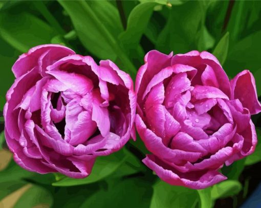 Tulip Purple Peony Flowers Paint By Numbers