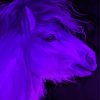 Purple Horse Paint By Numbers