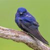 Purple Martin Bird Paint By Numbers