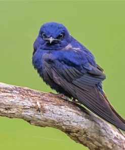 Purple Martin Bird Paint By Numbers