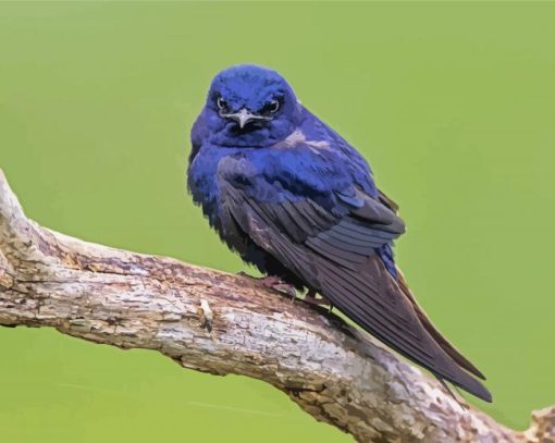 Purple Martin Bird Paint By Numbers