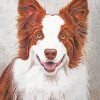 Red And White Border Collie Dog Paint By Numbers