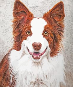 Red And White Border Collie Dog Paint By Numbers