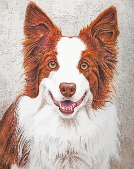 Red And White Border Collie Dog Paint By Numbers