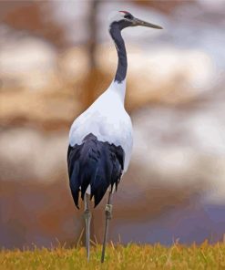 Red Crowned Crane Bird Paint By Numbers