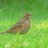 Redwing Asian Bird Paint By Numbers