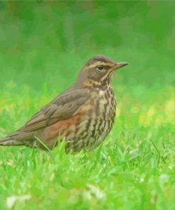 Redwing Asian Bird Paint By Numbers