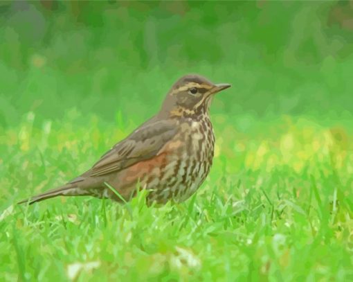 Redwing Asian Bird Paint By Numbers