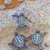 Baby Sea Turtles Paint By Numbers