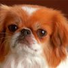 Small Tibetan Spaniel Paint By Numbers