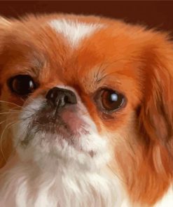 Small Tibetan Spaniel Paint By Numbers