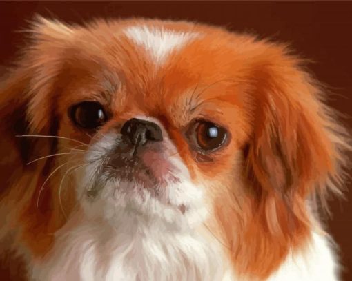 Small Tibetan Spaniel Paint By Numbers