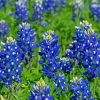 Texas Bluebonnets Plants Paint By Numbers