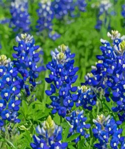 Texas Bluebonnets Plants Paint By Numbers