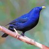 The Bowerbird Paint By Numbers