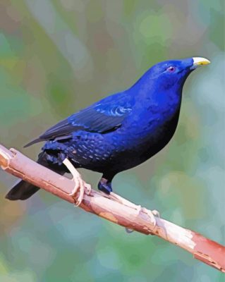 The Bowerbird Paint By Numbers