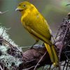 The Golden Bowerbird Paint By Numbers