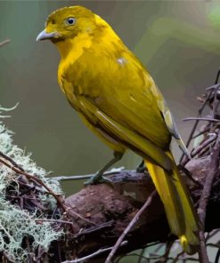 The Golden Bowerbird Paint By Numbers