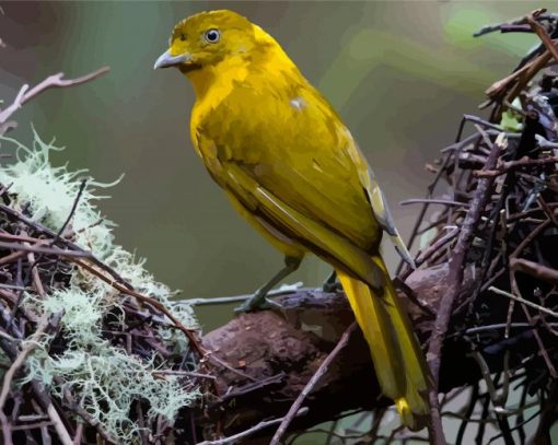 The Golden Bowerbird Paint By Numbers