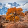 The Tree In Lone Pine California Paint By Numbers