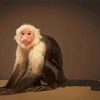 The Capuchin Monkey Paint By Numbers