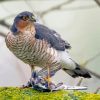 The Sparrowhawk Bird Paint By Numbers