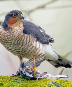 The Sparrowhawk Bird Paint By Numbers