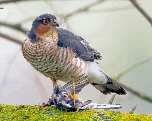 The Sparrowhawk Bird Paint By Numbers