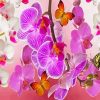 White Pink Orchid And Butterflies Paint By Numbers