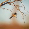 Willie Wagtail On A Tree Paint By Numbers