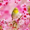 Yellow Bird And Pink Flowers Paint By Numbers