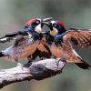 Acorn Woodpecker Birds Couple Paint By Numbers