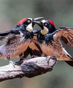 Acorn Woodpecker Birds Couple Paint By Numbers