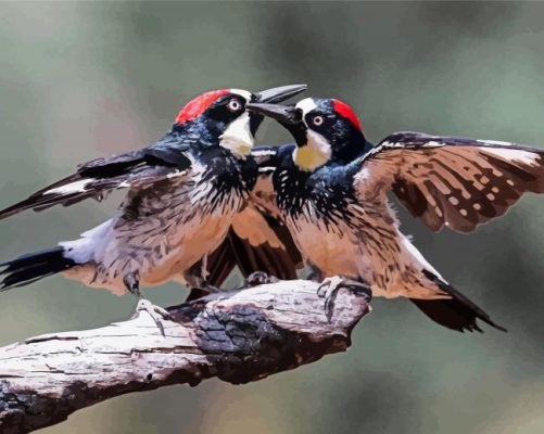 Acorn Woodpecker Birds Couple Paint By Numbers