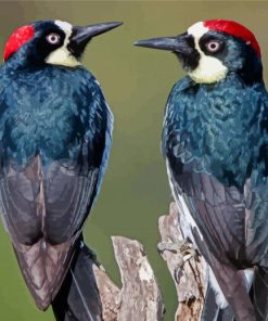 Acorn Woodpecker Birds Paint By Numbers