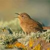 Aesthetic English Wren Paint By Numbers