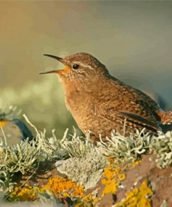 Aesthetic English Wren Paint By Numbers