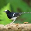 Aesthetic Forktail Bird Paint By Numbers