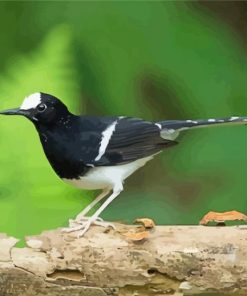 Aesthetic Forktail Bird Paint By Numbers