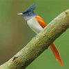 Aesthetic Indian Paradise Flycatcher Paint By Numbers