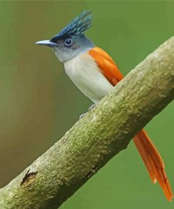 Aesthetic Indian Paradise Flycatcher Paint By Numbers