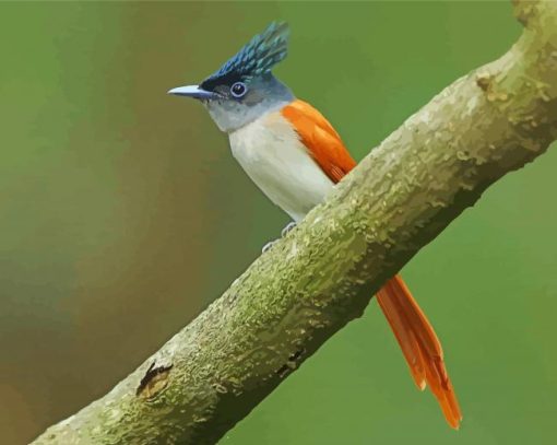 Aesthetic Indian Paradise Flycatcher Paint By Numbers