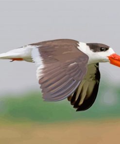 Aesthetic Indian Skimmer Paint By Numbers