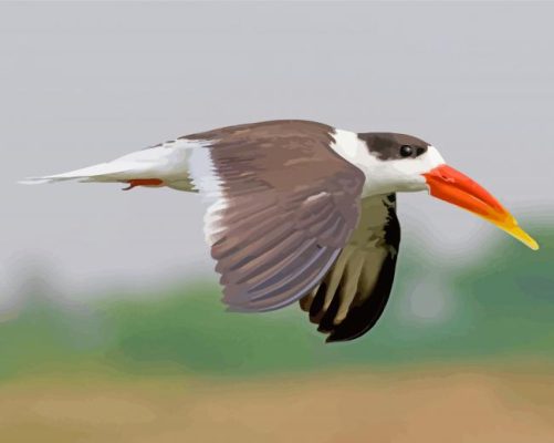 Aesthetic Indian Skimmer Paint By Numbers