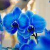 Aesthetic Blue Orchid Paint By Numbers