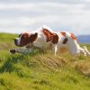 Aesthetic Irish Red And White Setter Paint By Numbers