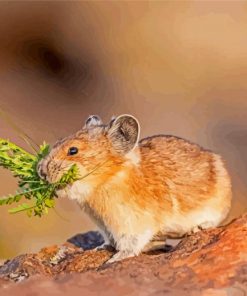 Aesthetic American Pika Paint By Numbers